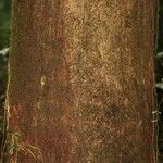 Eperua rubiginosa Corteza