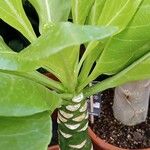 Brighamia insignis موطن