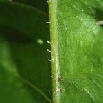 Pteris hamulosa Leaf