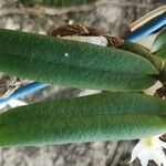 Calyptrochilum christyanum Hoja