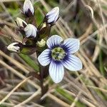 Gentianella corymbosa Flower