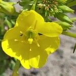 Oenothera parviflora花