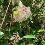 Clematis lasiantha Fruit