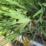 Iris domestica 葉