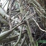 Dendrobium crumenatum 樹皮