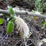 Salix pedicellata Fruit