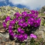 Primula hirsuta Květ