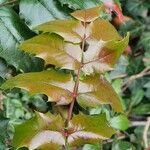 Berberis repens Levél