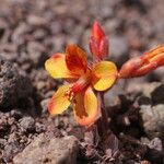 Hoffmannseggia minor Flower