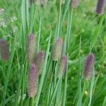 Phleum alpinum 花