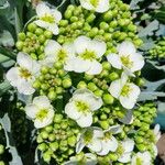 Crambe maritima Flower