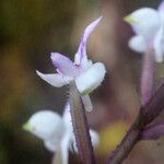 Cynorkis ridleyi Λουλούδι