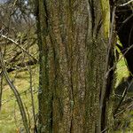 Hippophae rhamnoides Bark