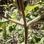 Viguiera dentata Bark