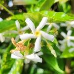 Trachelospermum jasminoides Žiedas