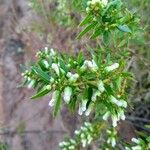 Baccharis dracunculifolia Floare