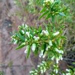 Baccharis dracunculifolia Žiedas