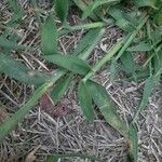 Digitaria sanguinalis Leaf