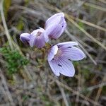 Gentianella corymbosa Цветок
