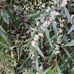 Hakea salicifolia Blüte