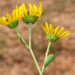 Helianthus silphioides Habitus