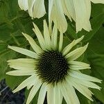 Echinacea pallida Virág