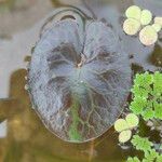 Nymphoides indica Jani