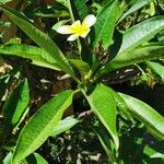 Plumeria alba Fulla