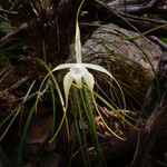 Brassavola cucullata Habitat