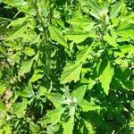 Chenopodium ficifolium Агульны выгляд