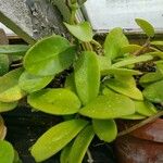 Hoya diversifolia Лист