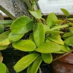 Hoya diversifolia Yaprak