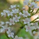 Valeriana tripteris Floare