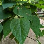 Catalpa bignonioidesHoja