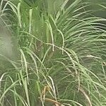 Carex pendula Blatt