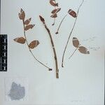 Sorbus himalaica Sonstige