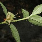 Commelina obliqua Fruit