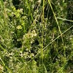 Galium elongatum Flower