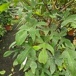Philodendron pedatum Лист