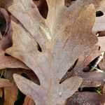 Quercus alba Blad