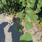 Cercis griffithii Leaf