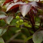 Jatropha gossypiifolia Gyümölcs