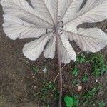 Cecropia schreberiana Hoja