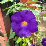 Thunbergia erecta ফুল