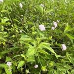 Lantana involucrataपत्ता