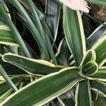 Neoregelia carolinae Листок