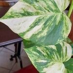 Epipremnum aureum Hoja