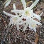 Pancratium maritimum Λουλούδι