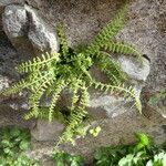 Asplenium fontanum Plante entière