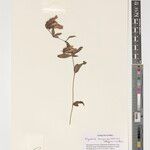 Blepharis tanganyikensis Other
